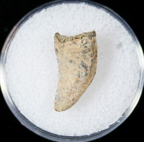 Bargain Tyrannosaur Tooth - Montana #14780